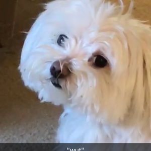 Meet your Posher, Maggie